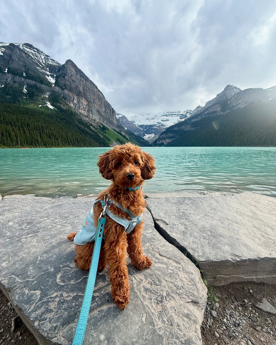 banfflakelouise's tweet photo. Summer has begun, and the pups are out to play! Enjoy this monthโs #DogsOfBanff adventures ๐ถ ๐พ
Plan your own pet-friendly visit to Banff National Park: https://t.co/6FkQO86w9i
๐ธ: adventuresofkamichan | itripwithu | balutheretriever lucy_the_bullterrier / IG
#MyBanff https://t.co/3F7VMMq2WV