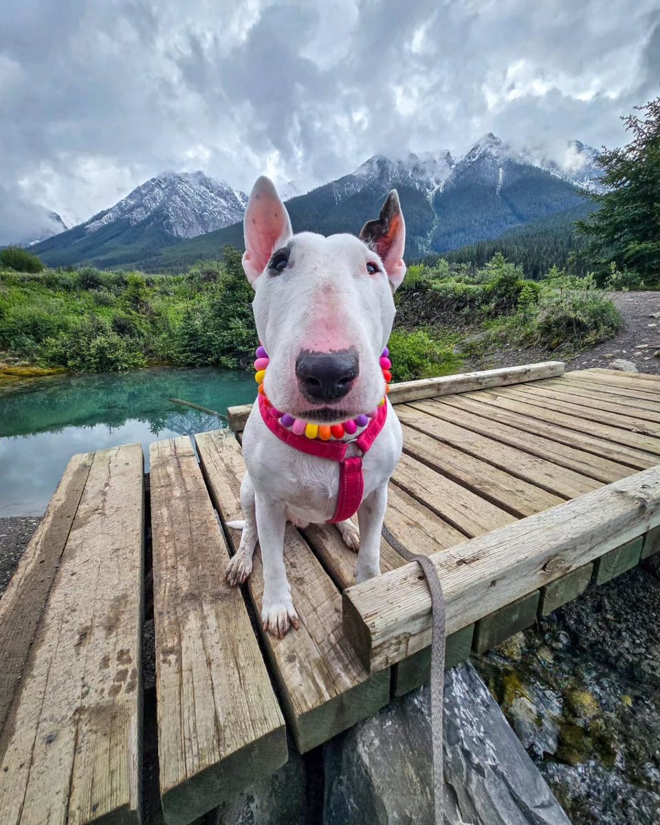 banfflakelouise's tweet photo. Summer has begun, and the pups are out to play! Enjoy this monthโs #DogsOfBanff adventures ๐ถ ๐พ
Plan your own pet-friendly visit to Banff National Park: https://t.co/6FkQO86w9i
๐ธ: adventuresofkamichan | itripwithu | balutheretriever lucy_the_bullterrier / IG
#MyBanff https://t.co/3F7VMMq2WV