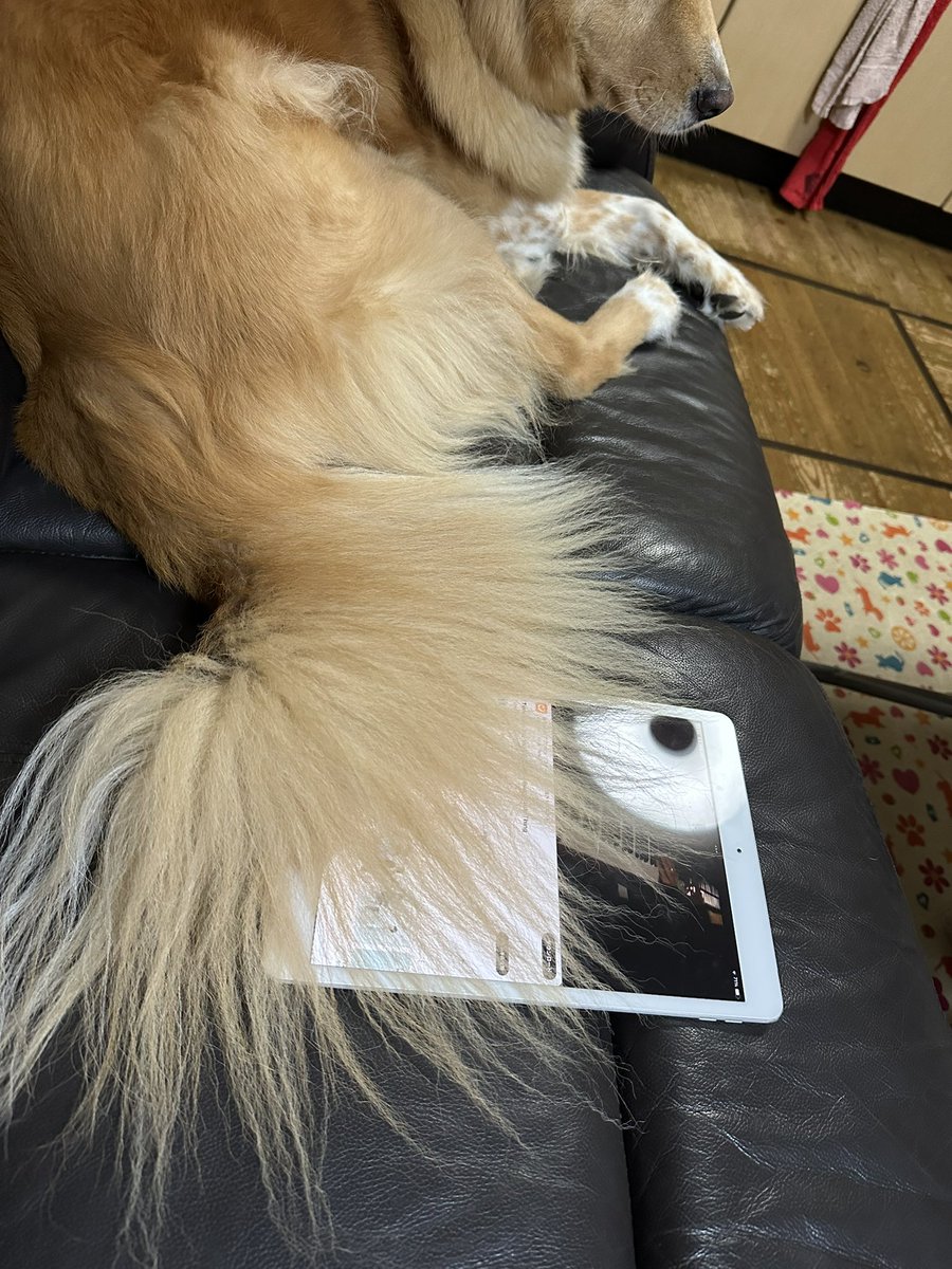 動画見るより僕を見てシリーズ！

尻尾やめれ🐕