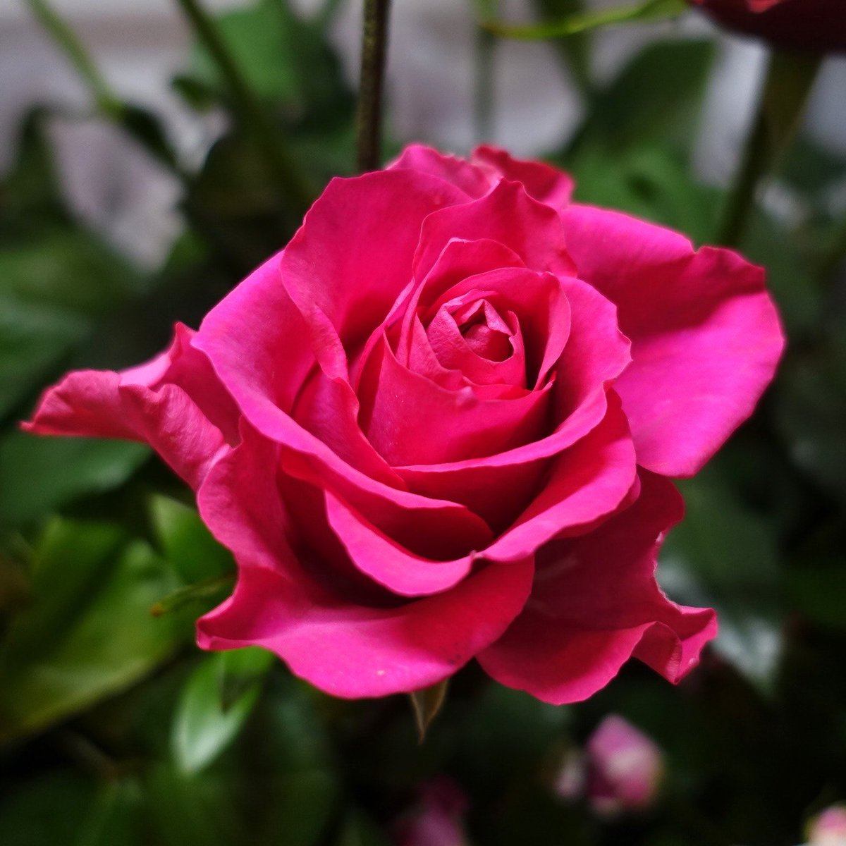 8Michie's tweet photo. 今日もお疲れ様でした🌹

突然ですが今日で X を
一旦離れたいと思います。
やはり仕事と家事と育児は
難しくて、もう少し大きく
なるまで子供達優先で
いくことに決めました。
いろいろ言葉を掛けて下さった方
本当にありがとうございました🙇

#これから暑い日が続きますが身体に気を付けて下さいね https://t.co/KdLQ5ImSxs