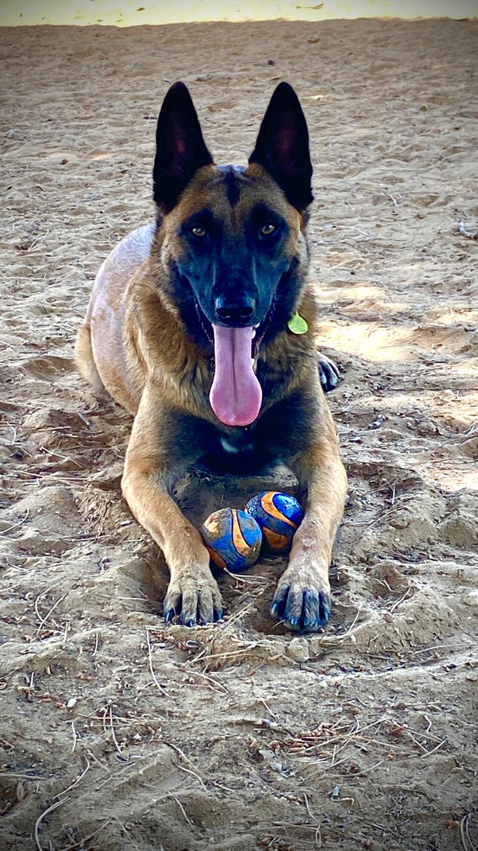 🦴 “Asegúrate de colocar tus pies en el lugar adecuado, y mantente firme.”

West, Guardia Civil, ya ha cumplido con su misión. Ahora le toca encontrar su lugar definitivo: un hogar donde ser feliz 🐾💛

Es noble, leal y está listo para una nueva etapa
📩 Escríbenos