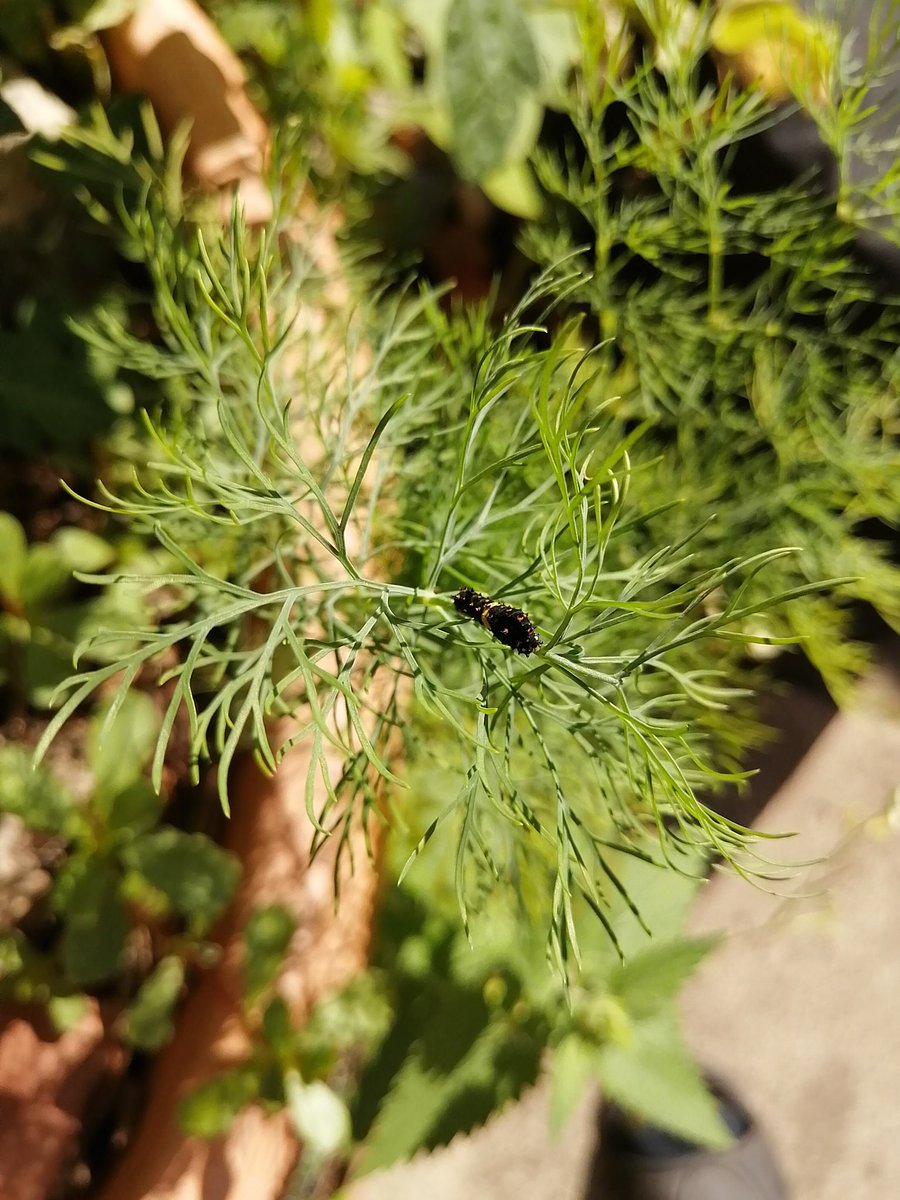 If you plant it they will come. Butterfly larvae (tiger swallowtail?) on my dill in the garden. Milkweed in the front for monarchs.