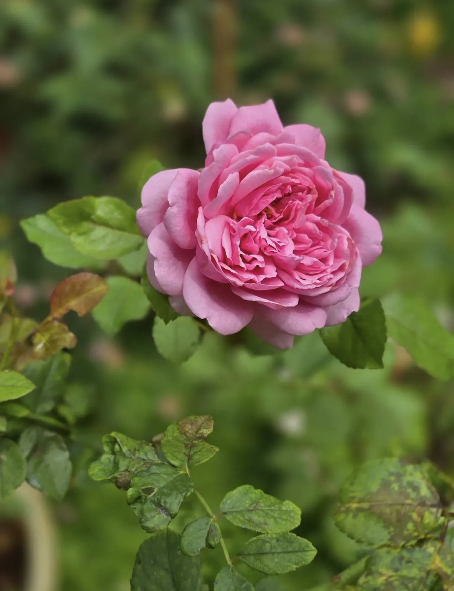 Share something Pink for a cheerful Sunday.