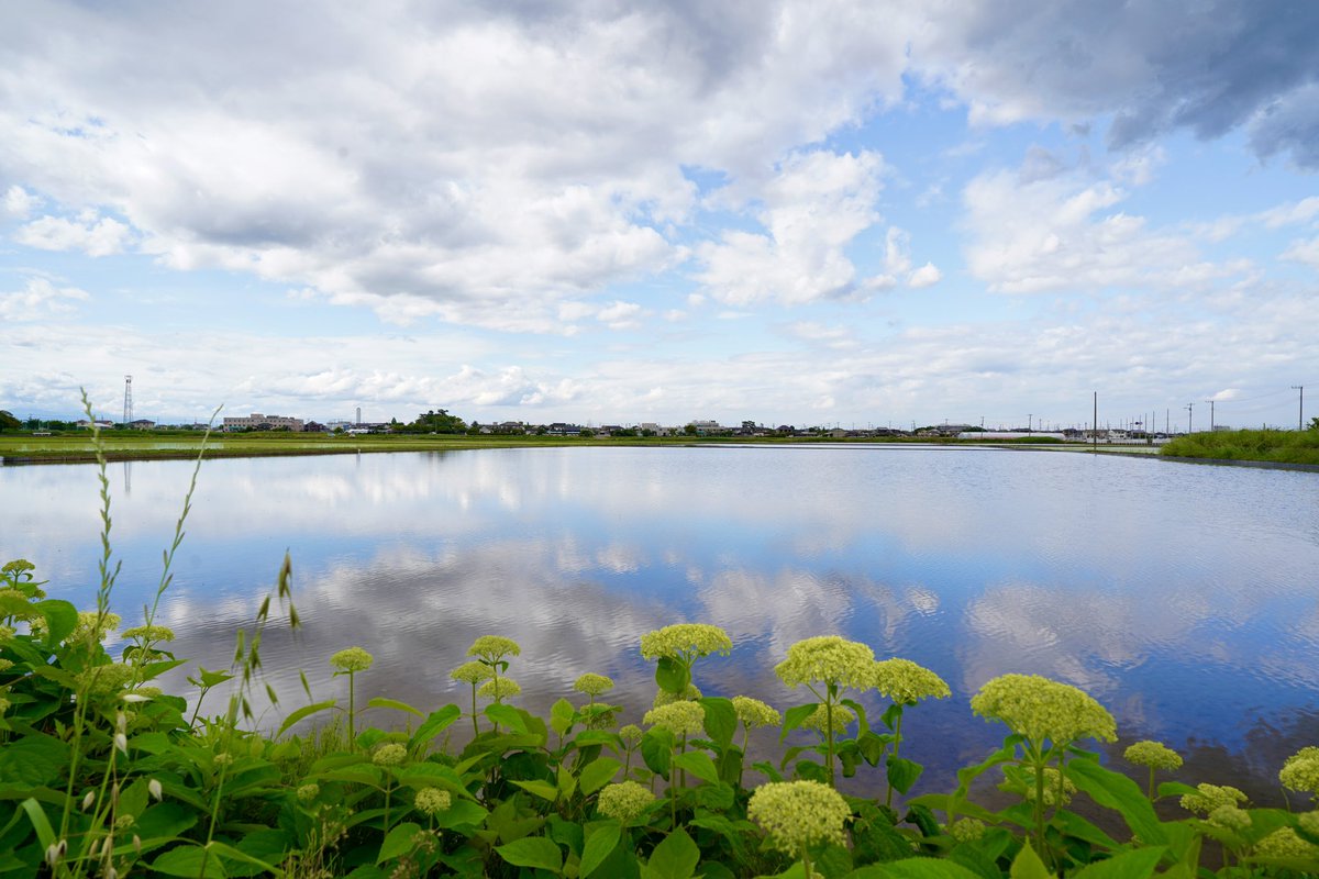 ⭐︎騎西あじさいロード⭐︎  June,2025

田園風景とアジサイのコラボ
埼玉にもこんな素晴らしいスポットが！

全長約1.5kｍの遊歩道に、
約１万本のアジサイが咲き誇る

#あじさい #あじさい祭り #田園風景 #リフレクションがある景色