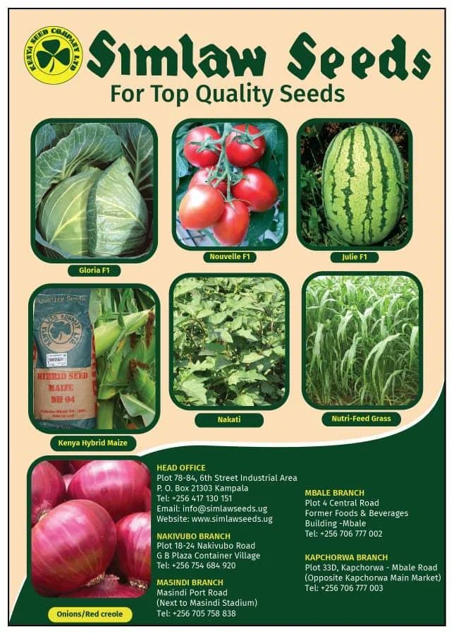 KipoliQuin1UG's tweet photo. Are you a farmer looking for high-quality seeds? ๐ฑ
@Simlaw_Seeds has got you covered!
Make sure you pass by their stall at the National Agricultural Show in Jinja and stock up on the best.
#AgricShow25 #SimlawSeeds https://t.co/uyHJqmv6zt