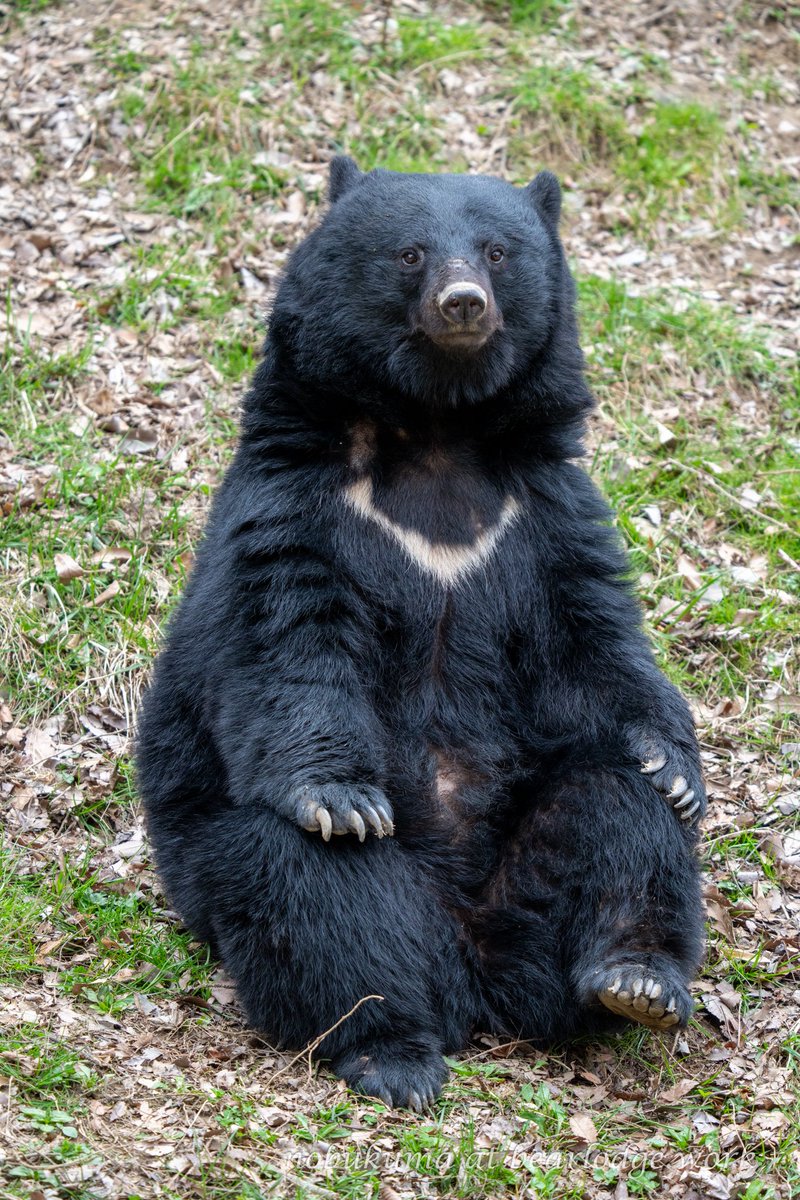 のぶクマ🐻羆と香辛料🐻C106 日曜日 東6 “ク”－37b (@kumar0001
