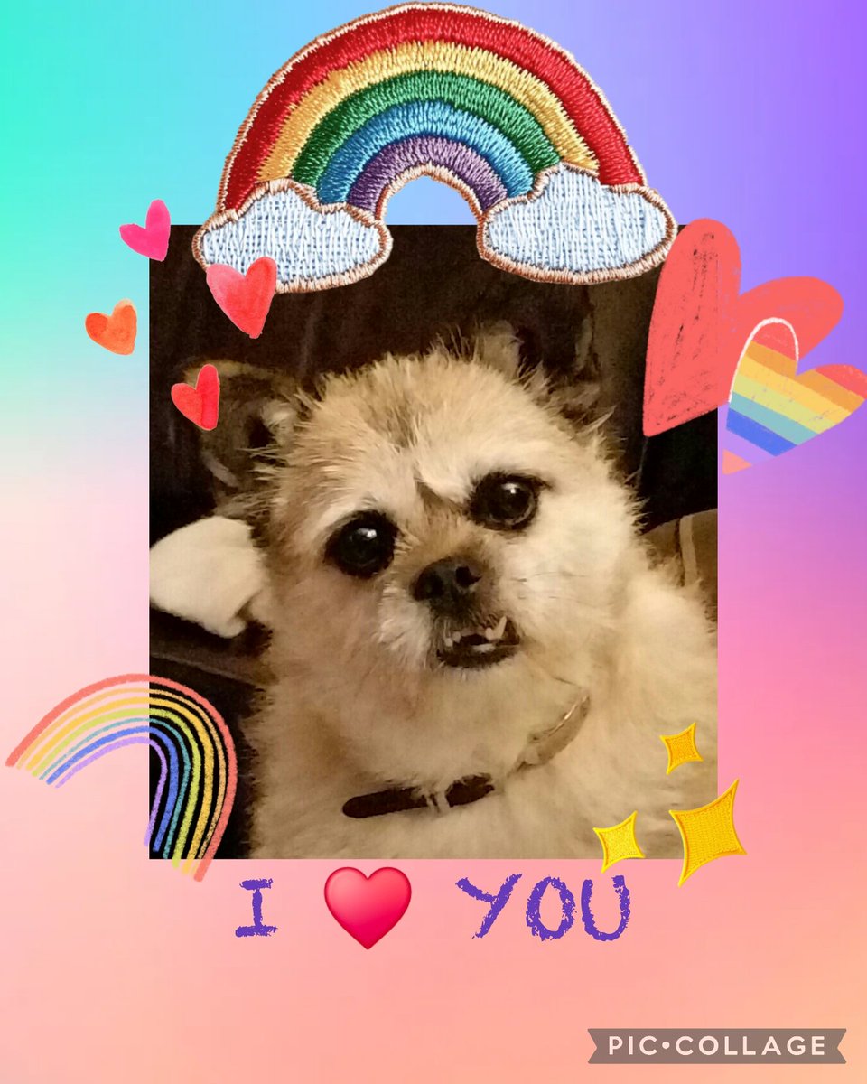 *Nervously approches the legendary Rainbow Bridge. I'm scared. Then looks back at amazing wonderful friends. Suddenly my tears are gone &amp; I'm smiling my big toothy smile &amp; my tail is wagging happily 🌈♥️♥️♥️♥️🌈

This isn't goodbye. This is I love you all♥️♥️♥️♥️♥️ #TheAviators