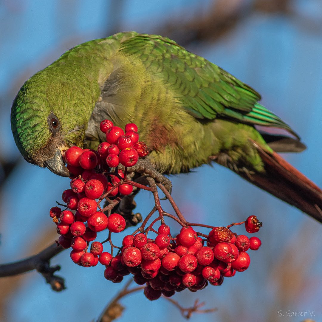 Llamativos plumajes y potentes llamadas características de estos loros nativos que recorren la ciudad comiendo de los frutos que van quedando en los Serbales del género Sorbus.

Cachaña,
Austral Parakeet,
(Enicognathus ferrugineus)

Punta Arenas,
Invierno de 2025.
📷 S. Saiter V.