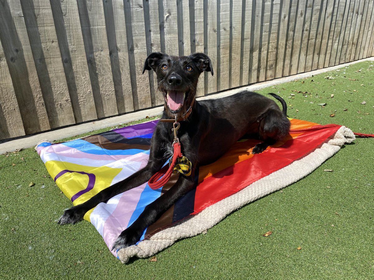 DT_Darlington's tweet photo. Maggie is a bright star who is loving her training, snuggles with carers and lounging in the sun. What she'd love even more though, is to be in her forever home! ๐ก ๐
@DogsTrust
#AdoptDontShop #DogsOfInta #Lurcher #LurcherLove #RescueDogs https://t.co/lvvzQSsQms