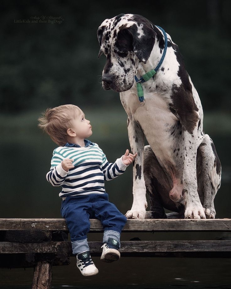 SunnyPatchDaily's tweet photo. They may not speak the same language, but their eyes say everything.🐾👶💛
#BigDogLittleHuman #PureFriendship https://t.co/sHXqtJzInB