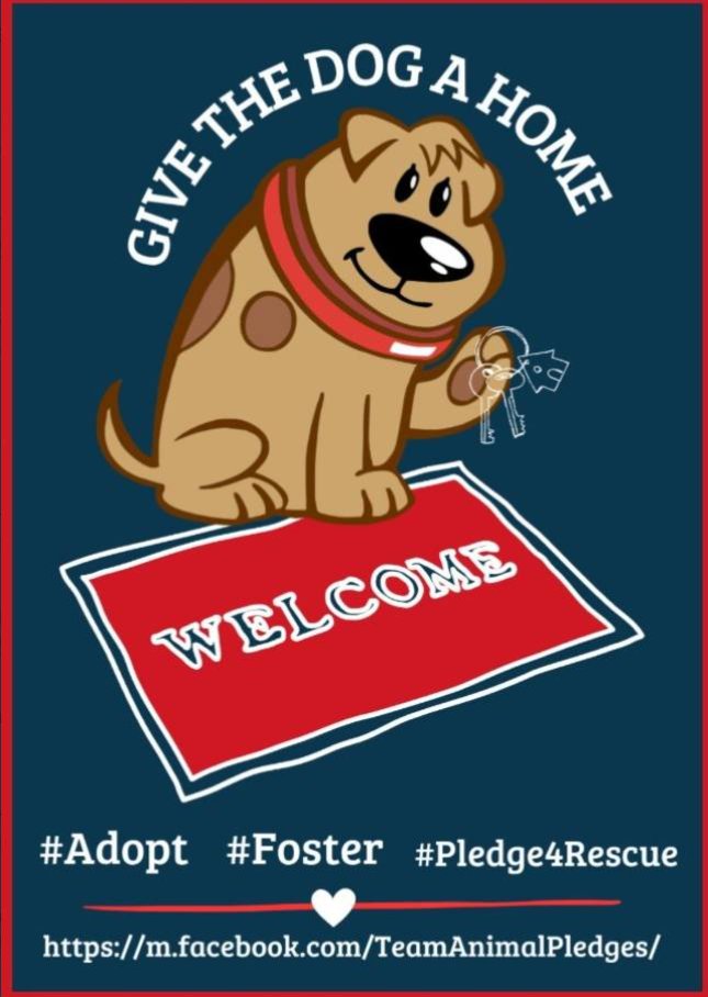 NMBewitched's tweet photo. #AdoptersNeeded 
#FostersNeeded 

Everyday #Shelters, #Rescue &amp; #Networkers beg 4 Heroes 

Every 2 minutes a dog is killed in the #US 
Any breed, age, color or personality
Maybe it was your favorite 
A dog never seen 
Or a dog w/ a bunch of #Shares 

No One is Safe
#Adopt #Foster https://t.co/DHqXjFs7dX
