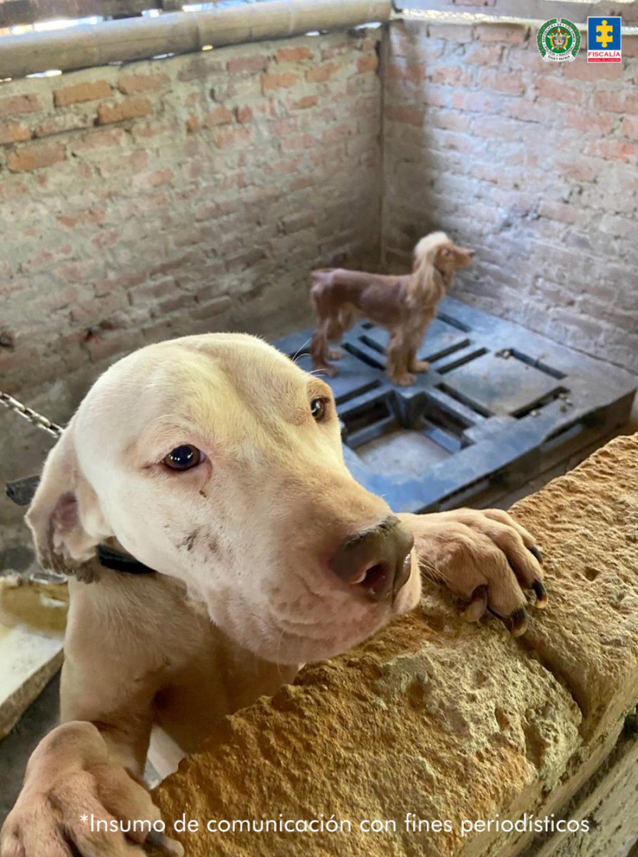 En Palmira #ValleDelCauca y Cúcuta #NorteDeSantander, la Fiscalía General de la Nación presentó ante jueces de control de garantías a dos hombres quienes, en hechos diferentes, habrían incurrido en delitos contra animales.

Información completa aquí: tinyurl.com/228yrgru