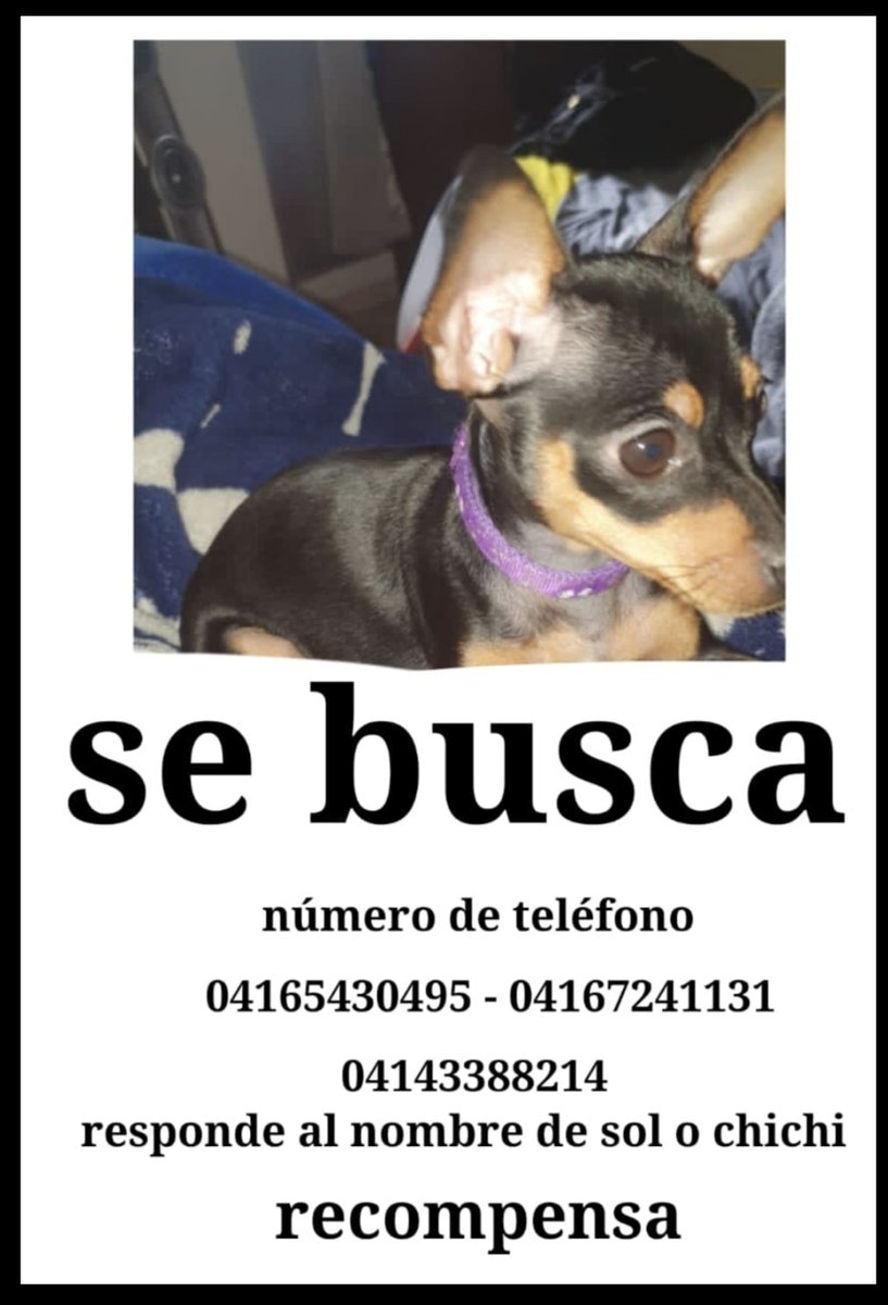 gracon27's tweet photo. #Caracas
#BelloCampo
🚨🚨🚨🚨🚨🚨🚨🚨🚨🚨
Favor difundir🐶🤍🤎🤍
Gracias🇻🇪🥹🙏🏻 https://t.co/Pl76pTSQWk