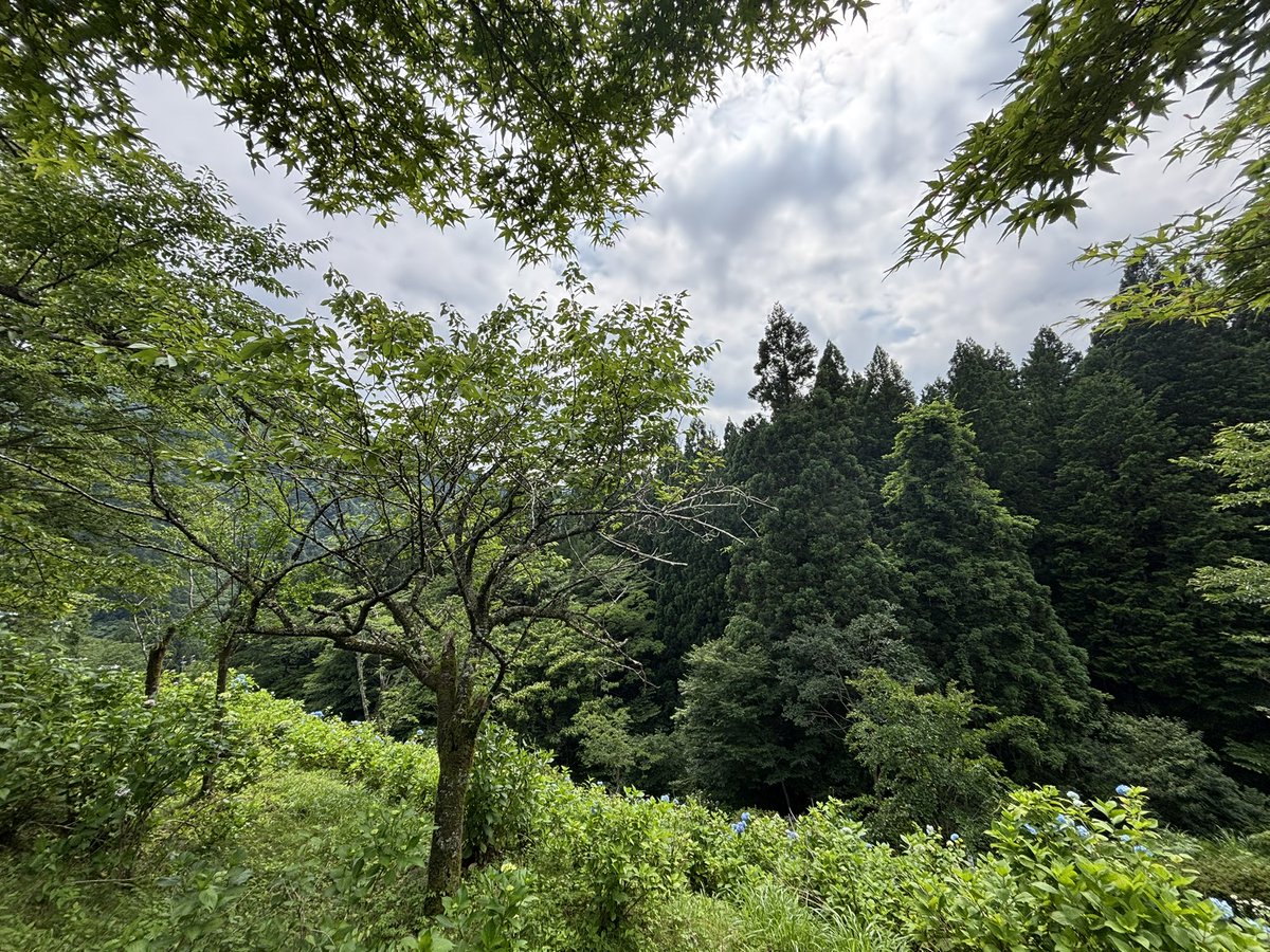 今日まで仕事で山に居ました
帰り道にお猿さんのご家族ご一行が道を塞いでいました(車なので撮れず)