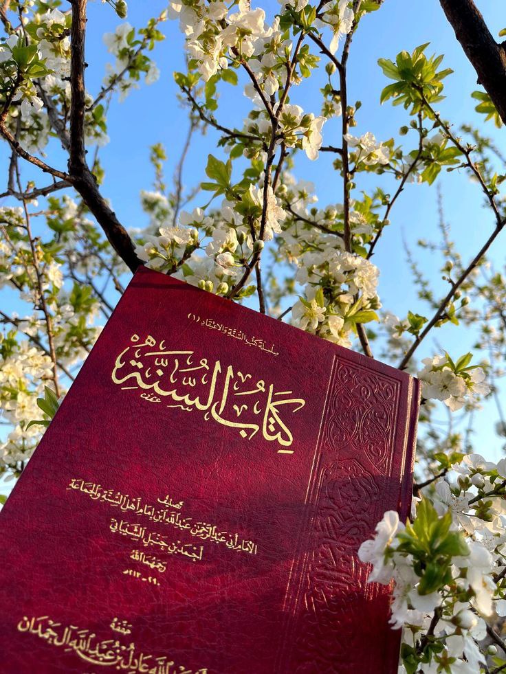 تحت زهر الربيع ارتفعت رايةُ السنة
كأنّ الزهرَ يُسبّح والغصونَ تُبايع والنسيمَ يُحدّث عن نهجٍ لا يَزيغ
هذا كتابُ السُّنّة ليس صفحةً تُقرأ بل ميراثُ النبوة ونورُ السلف وعهدُ الاتباع تفتّحت الزهورُ، فتذكّرتُ كيف يزهرُ
 القلب إذا روته عقيدةٌ صافية على منهاج النور
#مساء_الخير_والسعاده