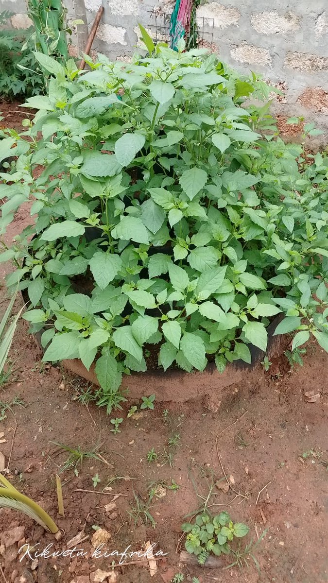 LearnGiryama's tweet photo. Small scale farming of Kiswenya and Munavu. Farmer: Shangazi Masika of Kikwetu Kiafrika. With the ongoing long rains what have you planted in your kitchen gardens? #ReduceFoodMile #Farm2Table https://t.co/Vp0DzVOcn9