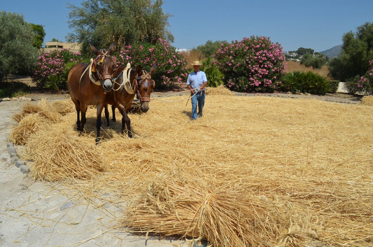 🐴 TRADICIONAL EXHIBICIÓN DE TRILLA 

Ni el calor (o la calor como decimos por aquí) ha podido con las ganas de nuestros vecinos y vecinas de disfrutar de esta actividad que ya es todo un símbolo de la #FeriadeLasLagunas