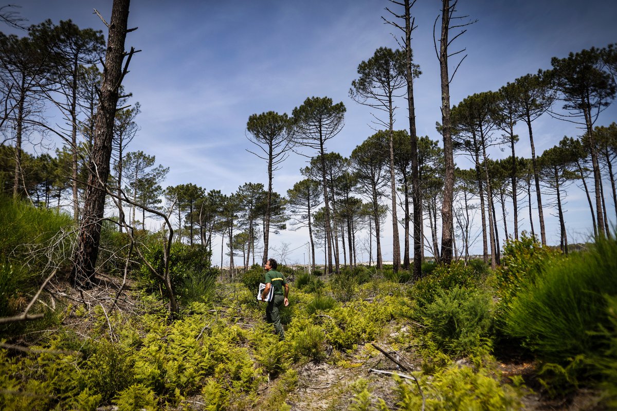 TribuneDimanche's tweet photo. 🔵 #REPORTAGE — À la Teste-de-Buch, trois ans après les incendies la forêt se remet lentement

🌳 «  Magnifique  ! Un pin, un chêne...  » Sur cette parcelle de forêt de La Teste-de-Buch, Fabrice Carré avance en prenant soin d'enjamber les jeunes pousses qu'il est venu recenser. 

Pour cela, le forestier a planté un piquet autour duquel il fait tourner un fil rouge pour étudier une parcelle de 6 mètres carrés. « Tiens, celui-là fait 80 centimètres ; il doit avoir 1 an et demi », estime-t‑il en s'approchant d'un jeune pin maritime. Un arbre né par-dessus les cendres, donc. L'été 2022, un terrible incendie ravageait la forêt de La Teste-de-Buch (Gironde) pendant plusieurs semaines. Trois ans plus tard, une nouvelle forêt commence à pointer le bout de son nez.

«  Pour le grand public, c'est difficile de voir ce qui a changé  », observe Francis Maugard, responsable risques naturels à l' @ONF_Officiel (ONF), qui gère la partie domaniale de la forêt pour le compte de l'État. 

Le long de la route départementale, la nature est encore clairsemée. Par endroits, des troncs noircis, sans feuillage, laissent transparaître la dune du Pilat en arrière-plan, quand elle était auparavant totalement masquée par les feuillages. 

«  Mais de près, vu de l'œil d'un expert, il se passe beaucoup de choses  ! » poursuit Francis Maugard. 

Pour le prouver, les techniciens de l'ONF Fabrice Carré et Mathieu Brugère étalent devant eux des cartes plastifiées sur une table de pique-nique à l'entrée de la forêt.

Par @menager_lena 🔗  https://t.co/S8AKJbbSm0

© 📸 SEBASTIEN ORTOLA - @SoPhotoVideo