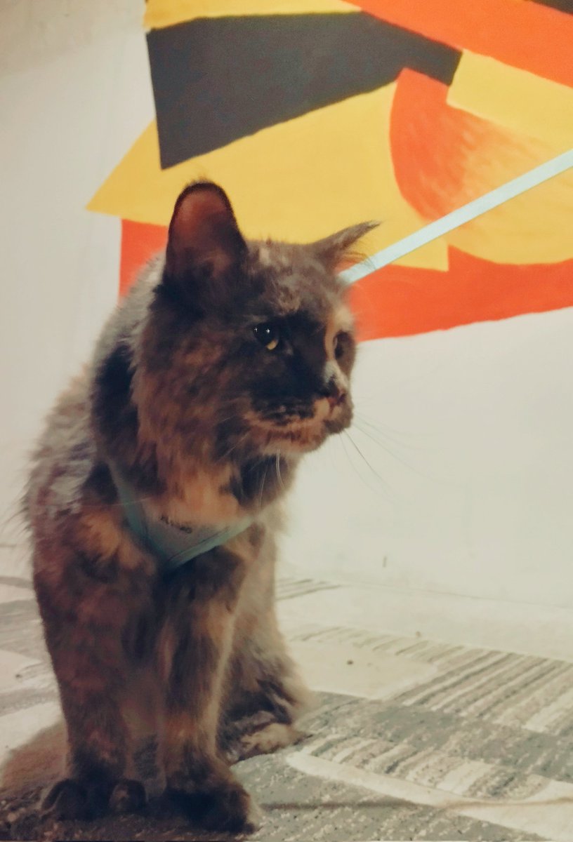 мяу 
у нас прошла инспекция, Вальбурга осталась довольна помещением, условиями и особенно сценой 
мяу мяу мяу