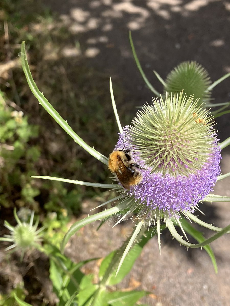 KeithSaunders9's tweet photo. Good morning @RSPB_OldMoor So many 🐝 about - especially on the sea holly in sensory garden. Butterflies: s tort, s white, meadow brown, ringlet, comma, speck wood, gatekeeper. Dragonflies: lots of blue damsels, common darters, large brown hawkers, and emperor? &amp; fish! 👍 https://t.co/mMCMcB7Mdw