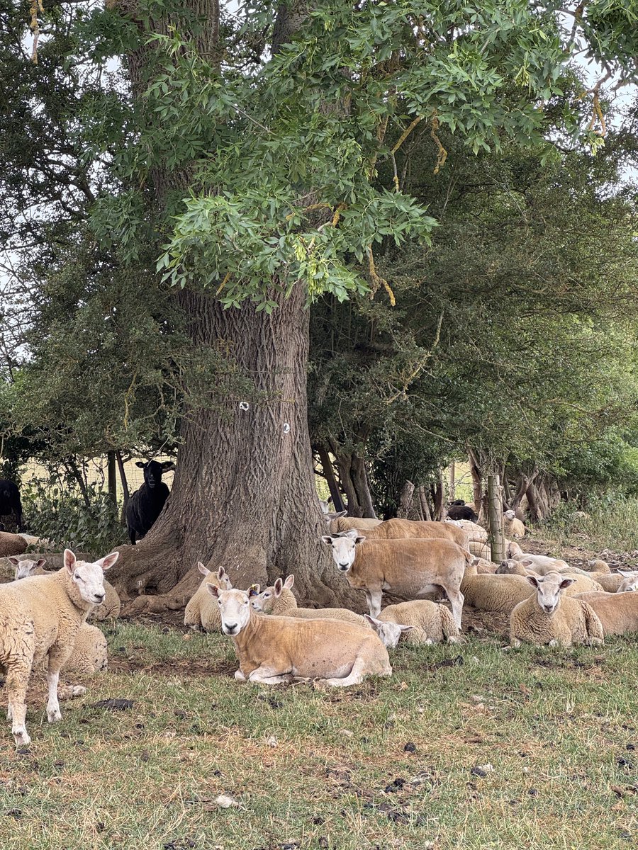 phil_d13's tweet photo. Some lovely cloud keeping the temperature reasonable for today’s #sundayramble ☁️😄

Amazing amounts of butterflies seen and also those little black thunder flies 😏

Starting with a gate as usual and finishing with the #lovegates #sundaysheep 🥾📸☺️ https://t.co/6UsYvmT04C