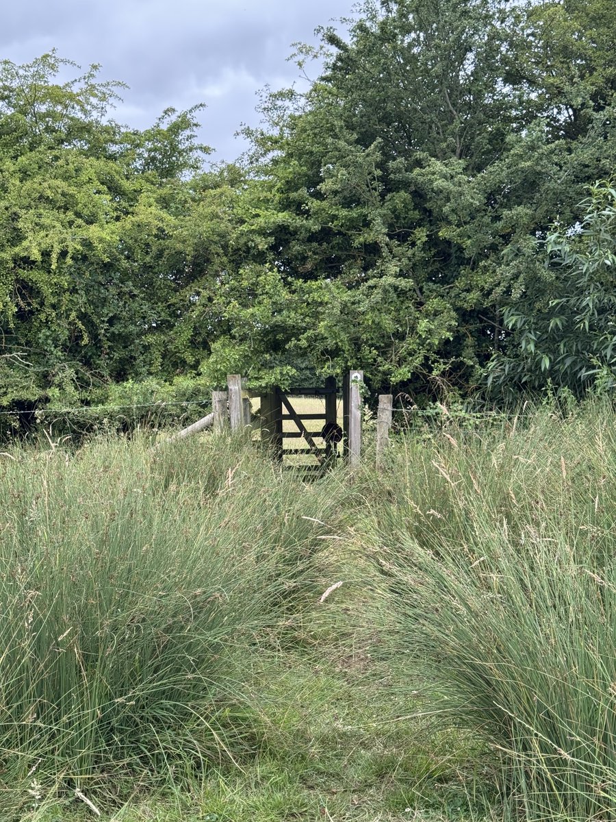 phil_d13's tweet photo. Some lovely cloud keeping the temperature reasonable for today’s #sundayramble ☁️😄

Amazing amounts of butterflies seen and also those little black thunder flies 😏

Starting with a gate as usual and finishing with the #lovegates #sundaysheep 🥾📸☺️ https://t.co/6UsYvmT04C