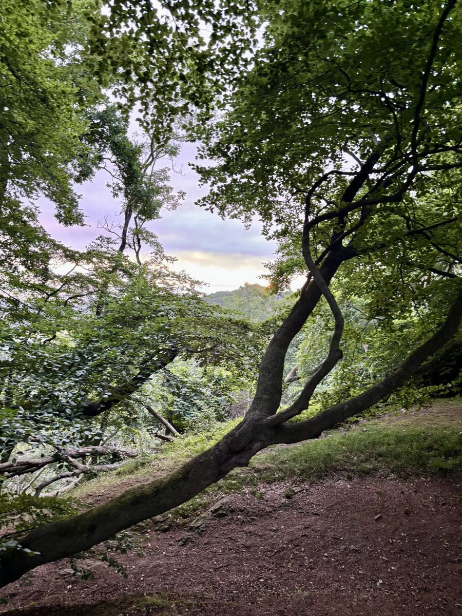 lmvaughan11's tweet image. After a tough week sharing Lily-May’s story and processing sentencing, we completed Walk 14 of our Wrekin challenge at sunrise 🌅 A peaceful moment, joined by a little robin.
@RoadPeace has been a tower of strength—please donate if you can 🦋💗
#ForLilyMay #RoadPeace