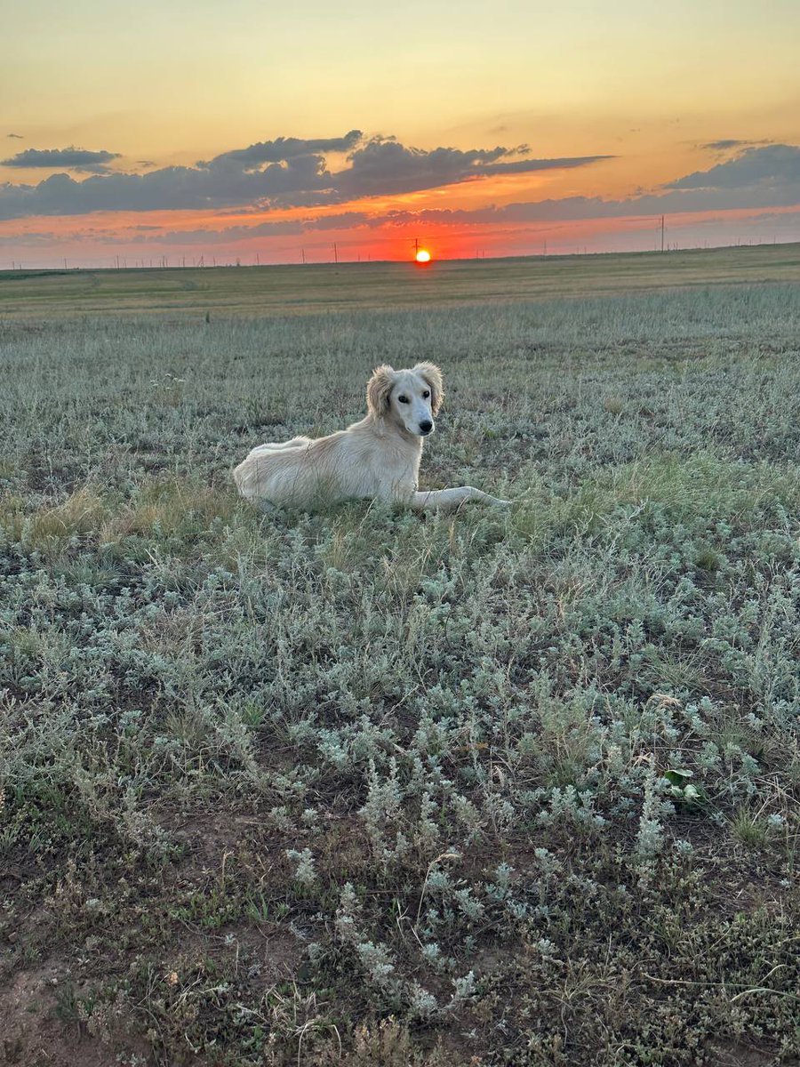 Doges_CJ's tweet photo. Kazakh Tazy - a legendary hunting breed! One dog could feed a whole village, catching hares, foxes, and gazelles. A true steppe hero!
 #CJDOGE #CryptoJungle #KazakhTazy https://t.co/SlNx5kA5iz