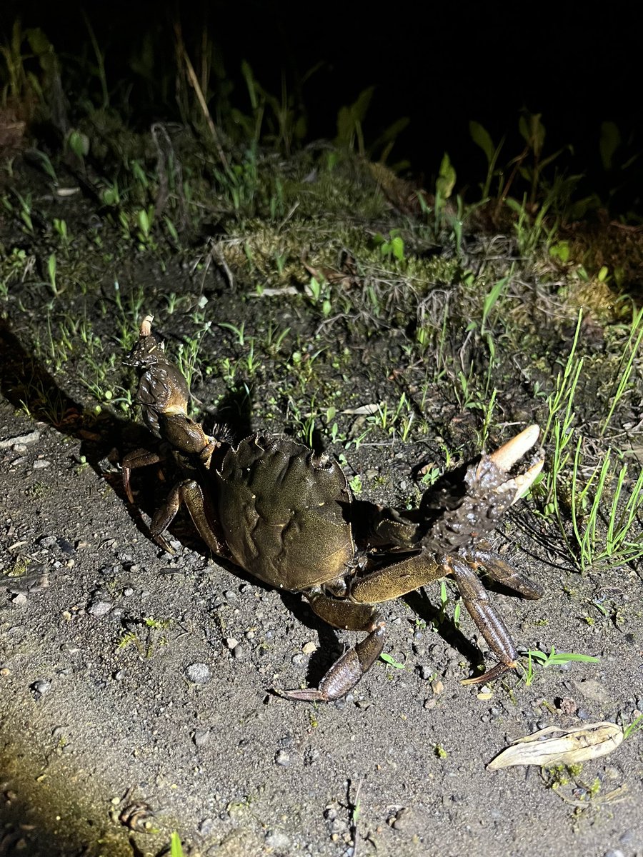 runx8810's tweet photo. @3553S2K 山の🦀も強いよ!! https://t.co/xGxljWhlLN