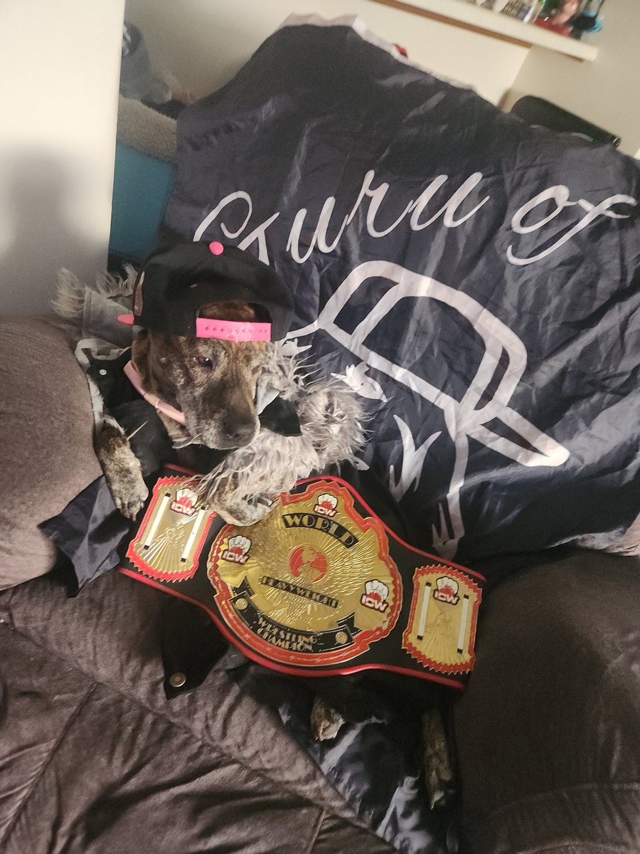 zhendrixbrand's tweet image. Last night, I beat two of ICW's "best" in my HOUSE to become a 4x ICW Worlds Heavyweight Champion!
#GGRE #countryair #mamasfavorites #outtatownshooters #icw #worldsheavyweightchampion #4x #pupsandbelts #takeawoof