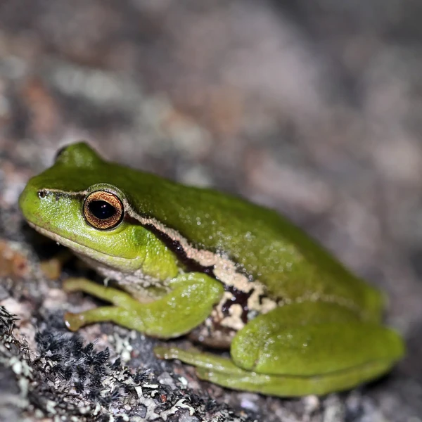 Nur0feedbcklady's tweet photo. Mind control, Malaria and Coral reefs share this in common:
Frog cryptonians are fond of swabbing these Tree Frog Parasites into gastric biome causing IBS, all for the right mental states.
#Protoza #darkcrypto #badactors #hollycross
Amazing Facts About Protozoa - Here's a story I generated using the new Bing, the world's AI-powered answer engine. Click to see the full story and try it yourself. https://t.co/T0iqoeRRf9