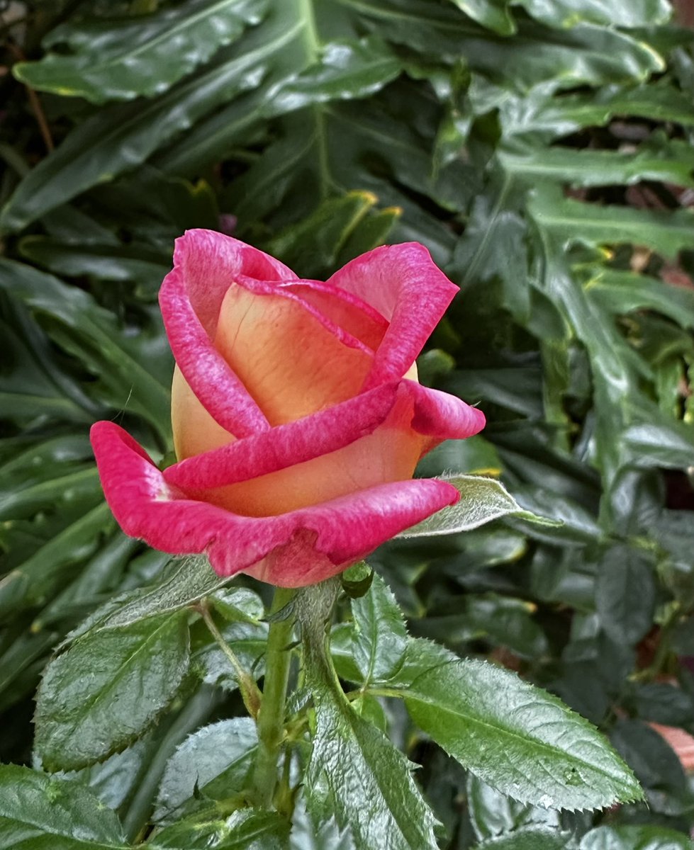 Something more delicate today… #rose #Flowers