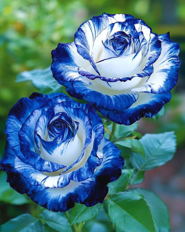 "Every flower is telling you the secrets of life,
to understand... you have  listen to them with your heart..!" 🍃