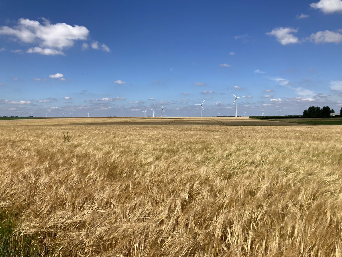 brunotdlb's tweet image. Pas trop de vent et 29 degrés ici dans les #FieldsOfGold