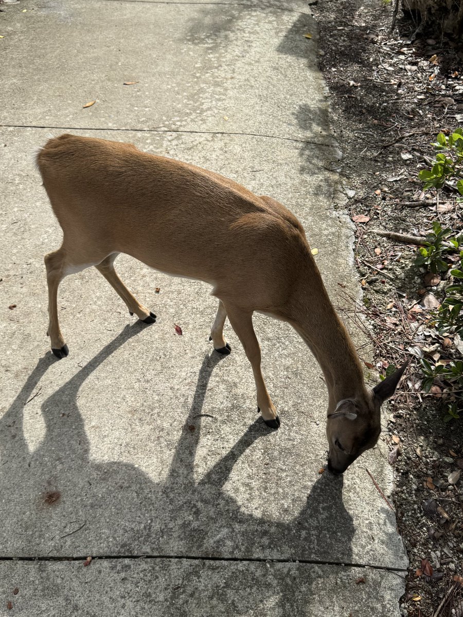 kcollazo's tweet photo. We saw so much amazing wildlife on our motorcycle trip to Key West! 🏍️❤️
#STEM #Ocean
#KeyDeer
#Iguanas
#SeaTurtleHospital
#DolphinResearchCenter https://t.co/TxTSx5EWAY
