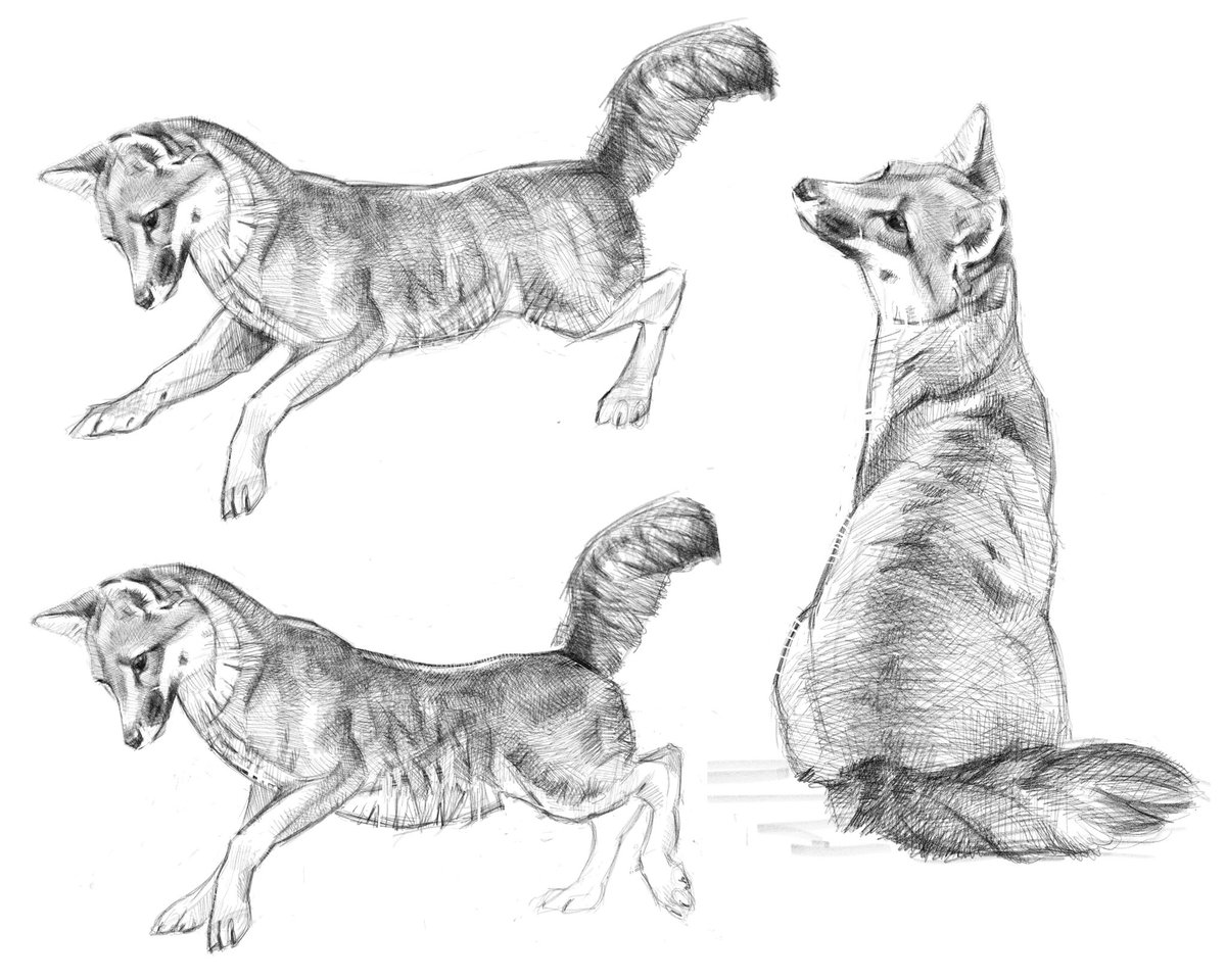Rearviewstudio's tweet photo. Exploring fox poses 🦊

Duplicate layer, erase body, draw on new body. Easy peasy.

#ipaddrawing #foxes #islandfox #foxlovers https://t.co/ZFu8cuD2rK