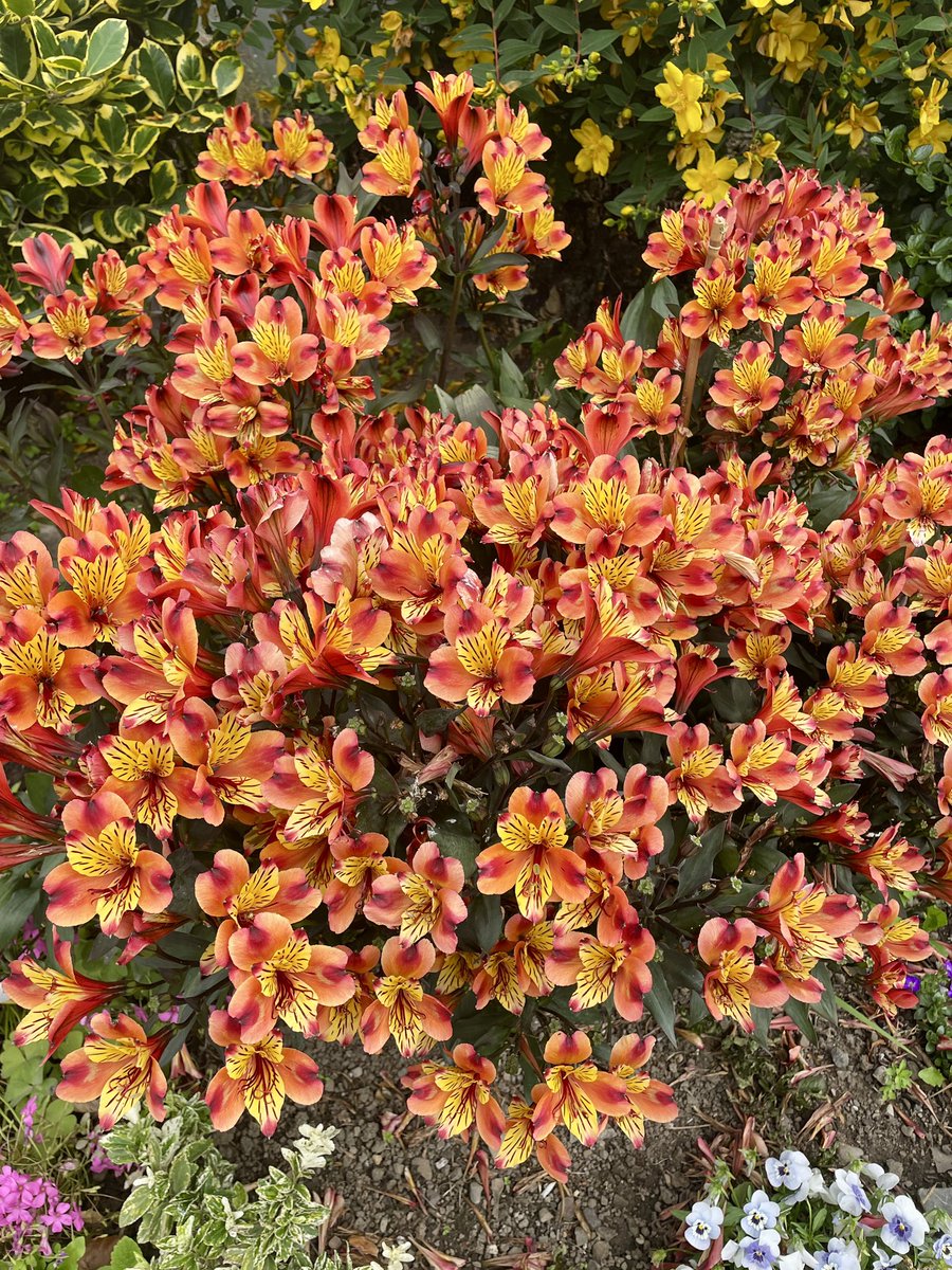 cathal686's tweet photo. #100daysofwalking 
Love the summer colours 🥰 https://t.co/v1T70JRsKm
