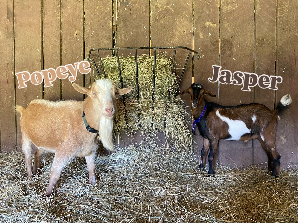filthygoatsoap's tweet photo. 👀 Sharing this photo for two reasons:

1) 4 month old Jasper is now the same height as 4 year old Popeye 🤯 

2) Popeye shocked me yesterday after his sudden transformation into a different reddish/beige color!  Those who remember when he joined the herd know he was a mostly … https://t.co/9UYDtAPf9Y