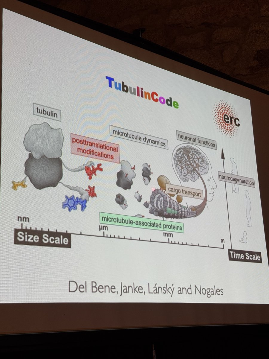 joseadserias's tweet photo. @NogalesLab @usal @lumes_usal @aytoSalamanca @ibfg_es @CICANCER_Spain @CSIC @CSICCyL @roco5767_jos @SEBBM_es @Harvard @BerkeleyUniv @UCBerkeley @SBEsp @investigausal @USAL_EC2U @febuma @RalSnchezPrieto @FGCSIC @yusterafa @ataberurbi @edu_weru @FdeCastroS @AJSchuhmy @smotuit @BelenSurfera @CristinaMagrazo @FFarmaciaUSAL @PEITI_USAL @IdoAmitLab @NistalVillan @squarechesnut @drmiguelmarcos @mdiezcampelo @RuedaLab @imperialcollege @MRC_LMS @HHMINEWS Eva Nogales's career is the best example of hard work, self-improvement, and boundless talent. A beacon of inspiration for new generations of scientists in Spain. 🇪🇸✨
TubulinCode
#Reference #SpanishTalent #WomenInScience #ScienceSpain #Biofisica #Cancer #WomenInSTEM https://t.co/G6QvSUwkS1