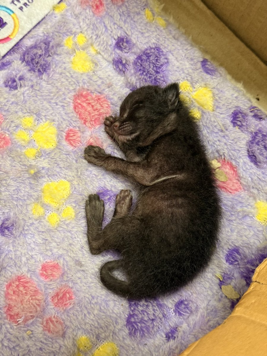 หาบ้านให้มัฟฟินอีกรอบค่ะ 🐈‍⬛💖
- เด็กหญิง อายุ 2 เดือน
- ฉีดวัคซีน ✅ ปลอดโรค ✅
มัฟฟินเป็นลูกแมวโดนทิ้งตั้งแต่ยังไม่ลืมตา กว่าจะโตมาได้ขนาดนี้สู้ชีวิตมามาก ตอนนี้เติบโตแข็งแรง แมวดำน่ารักมากๆ  พี่ๆน้องๆย้ายบ้านกันหมดแล้ว อยากให้น้องมีบ้านที่อบอุ่นบ้างค่ะ 🏡
📌 พิกัด : สยาม กทม.