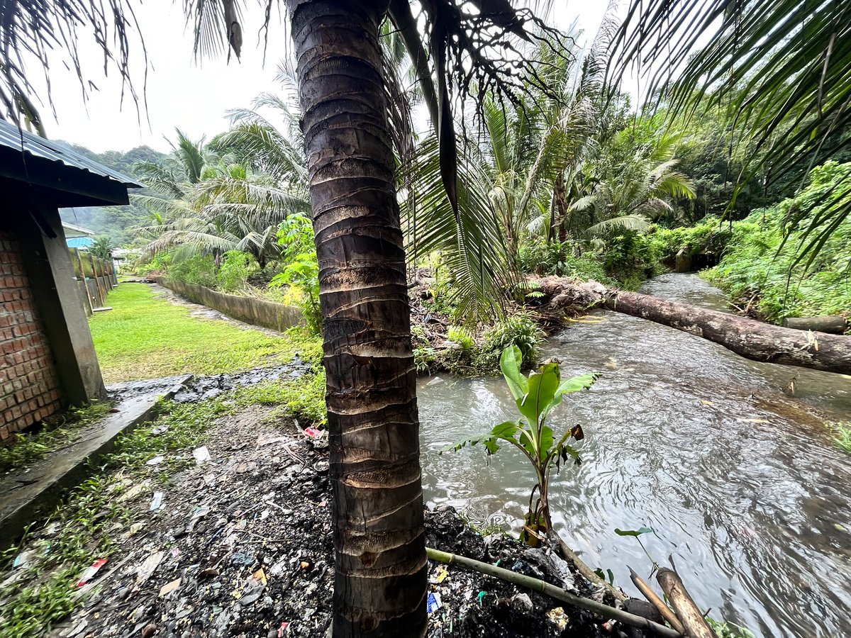 Localfishkeeper's tweet photo. Bamboo shrimp and a barb I caught in a fast-flowing stream behind a school. Malaysia.

Atyopsis moluccensis https://t.co/e7vbb3eI4u
