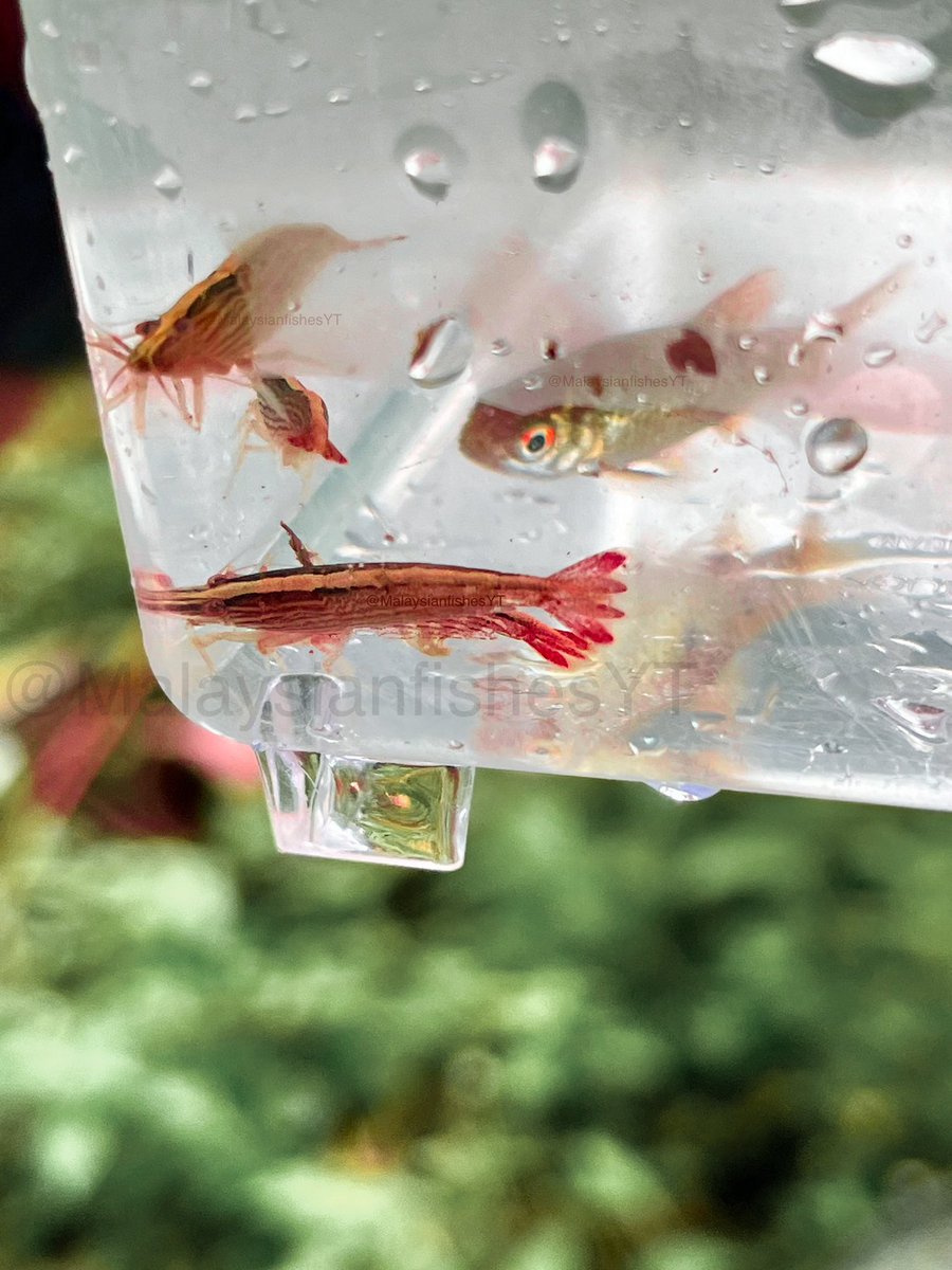 Localfishkeeper's tweet photo. Bamboo shrimp and a barb I caught in a fast-flowing stream behind a school. Malaysia.

Atyopsis moluccensis https://t.co/e7vbb3eI4u
