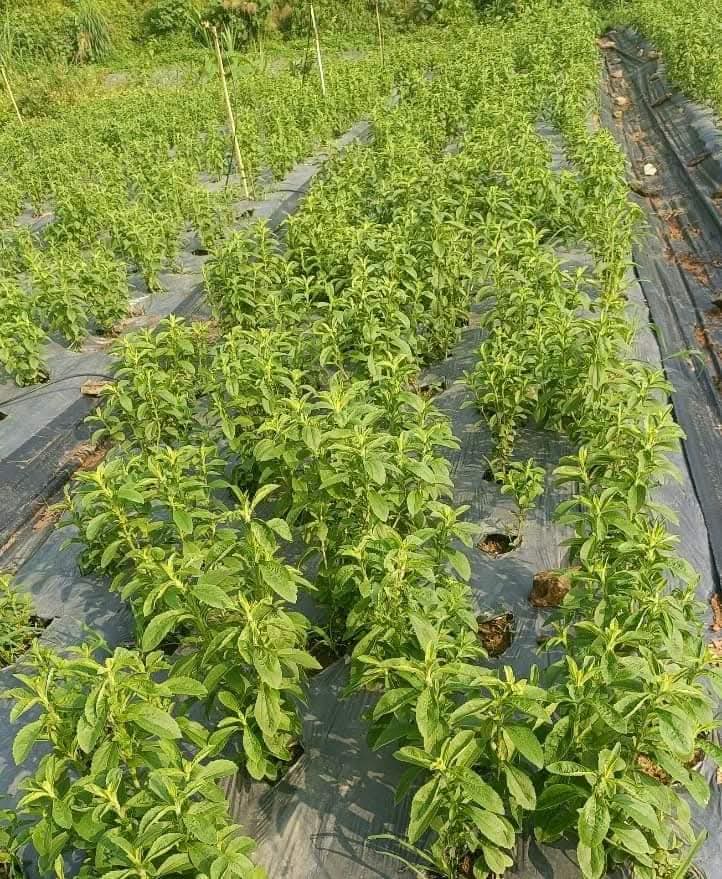 DecorHtd's tweet photo. *Stevia rebaudiana*, is a herbaceous plant with naturally sweet leaves, used as a zero-calorie sweetener, aiding in blood sugar control. https://t.co/XIo674EAy0