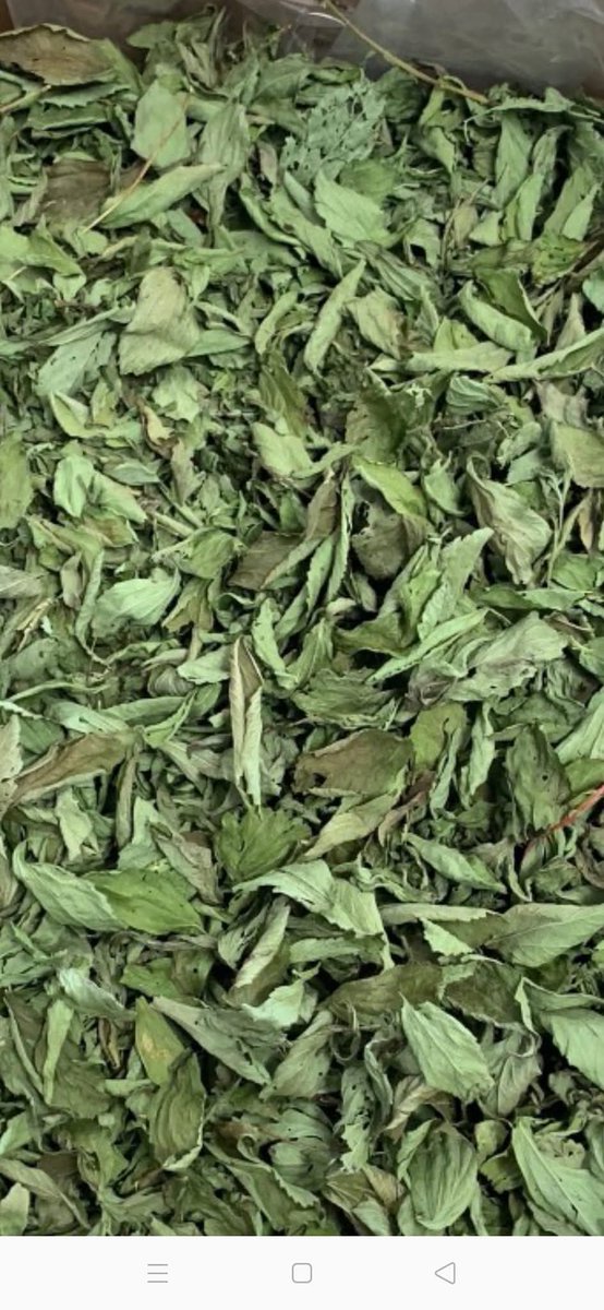 DecorHtd's tweet photo. *Stevia rebaudiana*, is a herbaceous plant with naturally sweet leaves, used as a zero-calorie sweetener, aiding in blood sugar control. https://t.co/XIo674EAy0