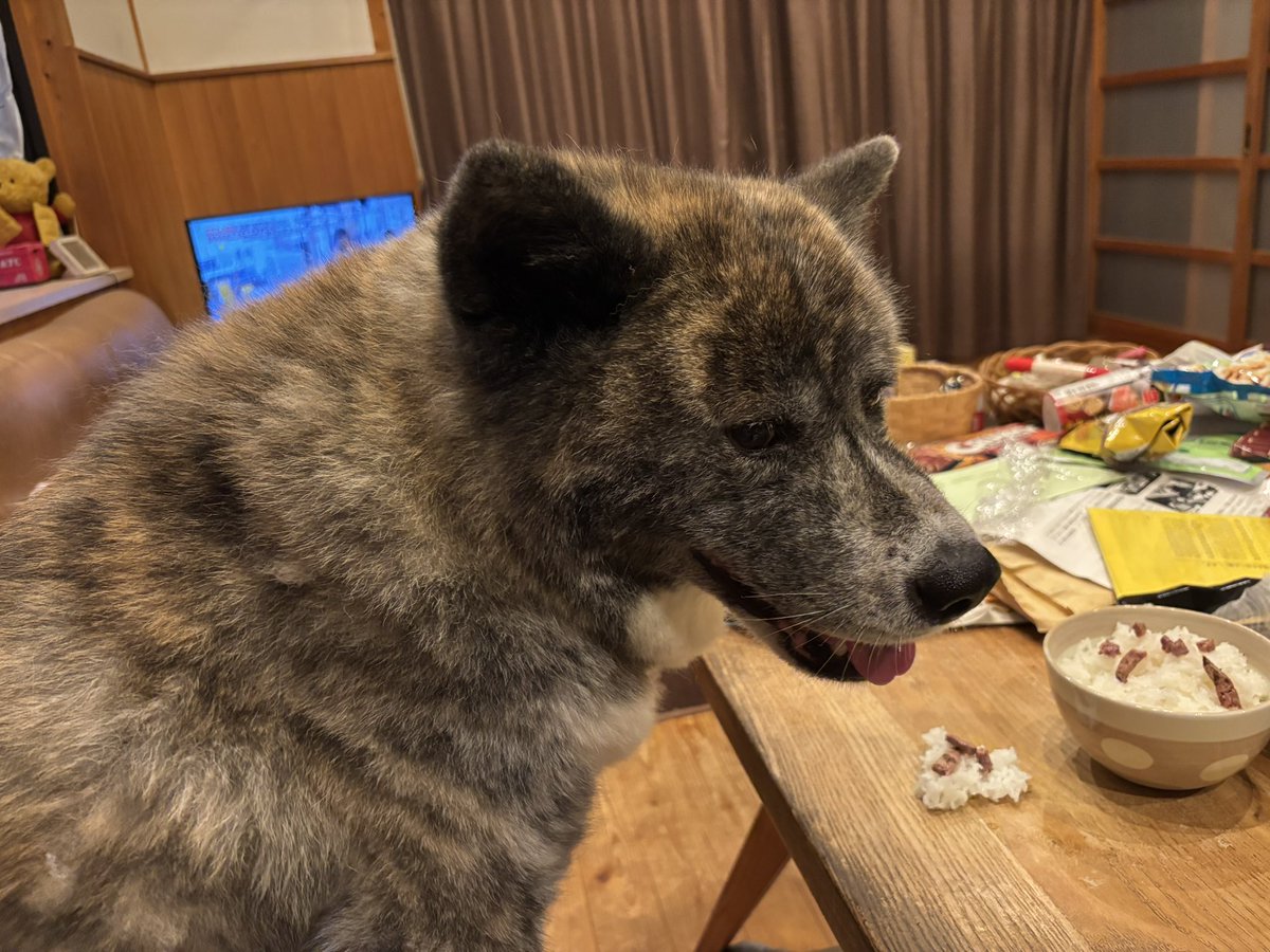 ６月最後の日曜日❗️今日もマツダ防府工場にて職業技能検定打ち出し板金の検定員最終日でした😅帰宅して、ゆずちゃんお出迎えからの夕方散歩からの🐕晩酌タイムです🍺今日は焼いちゃりました🥩ゆずちゃんスタンバって来たんでゆずちゃんには素焼きお肉とゆずちゃん用にササミを焼いてお裾分けしました🐶