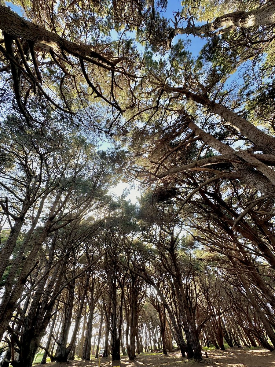 Himanshu Pandey (@hpphotograf) on Twitter photo Let’s see your “Look Up” photographs.. Let’s see your “Look Up” photographs..