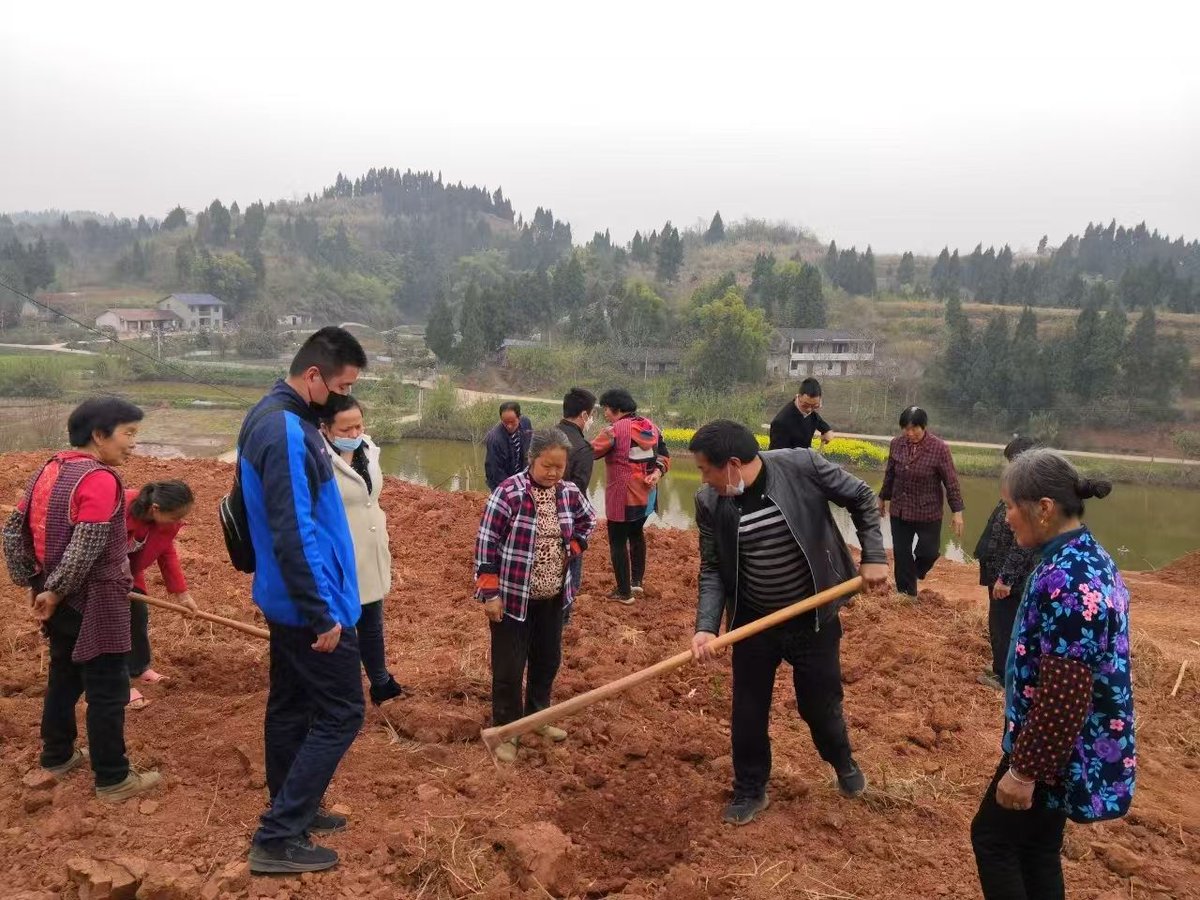 Tsinghua_Uni's tweet image. #TsinghuaRen Zhang Shengping from @TsinghuaSEM became a “#pepper expert” in Chongqing, launching a hands-on “pepper school” to make farming techniques accessible. His full-chain model boosted peppercorn output from 350 to 534 tons in just 5 years! #THUinCommunity #bettertogether