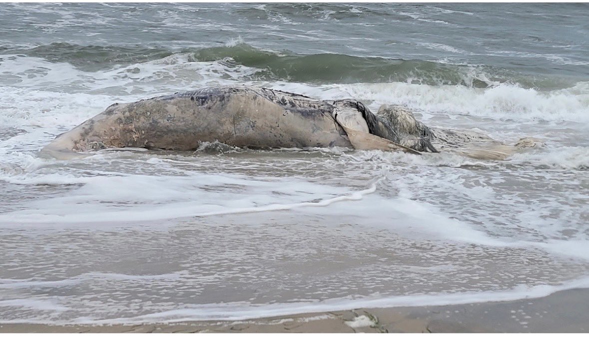 NassauExec's tweet image. We need an immediate investigation as to the cause of death of the two whales that washed up along the Jersey Shore this past week. We know that huge wind turbines are a danger to marine life, a national security threat and an expensive form of energy production. All work on…