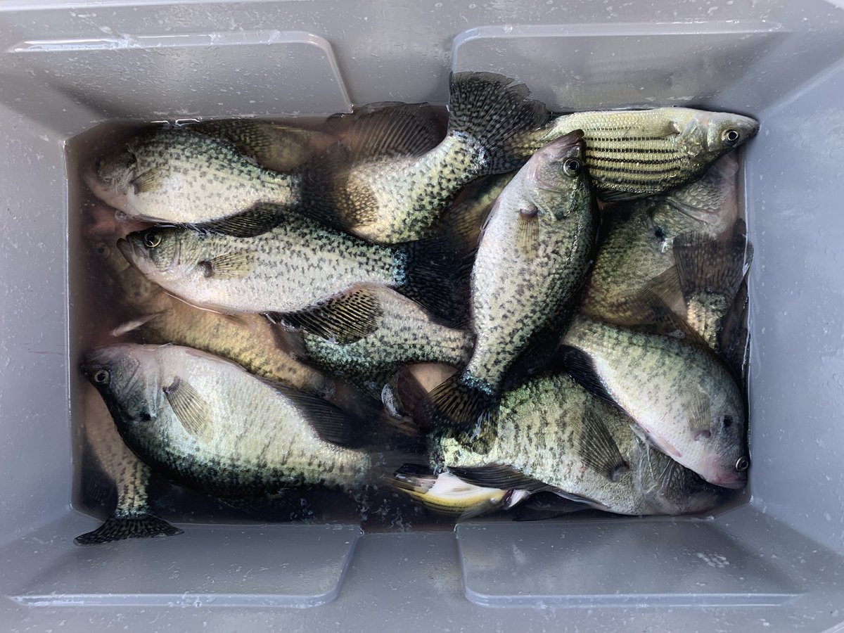 Fresh protein acquired.