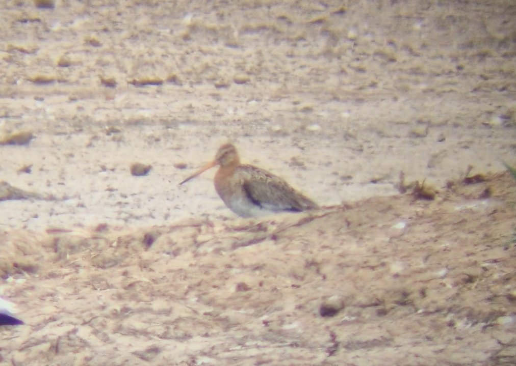 Daniel Langston (@dlangstonbirder) on Twitter photo Tonnes of Godwits at Frampton, including at least 2 continental birds.
This below, and another ringed bird seen so far. Welcome any opinions otherwise.
<a href="/Lincsbirding/">Lincsbirding</a> Tonnes of Godwits at Frampton, including at least 2 continental birds.
This below, and another ringed bird seen so far. Welcome any opinions otherwise.
<a href="/Lincsbirding/">Lincsbirding</a>